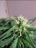 Top bud