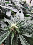 Bud site week 5