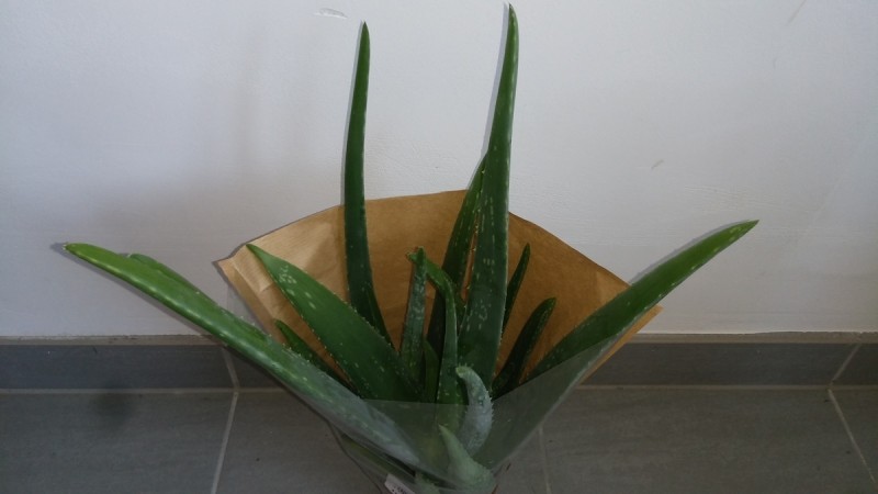 Aloe vera