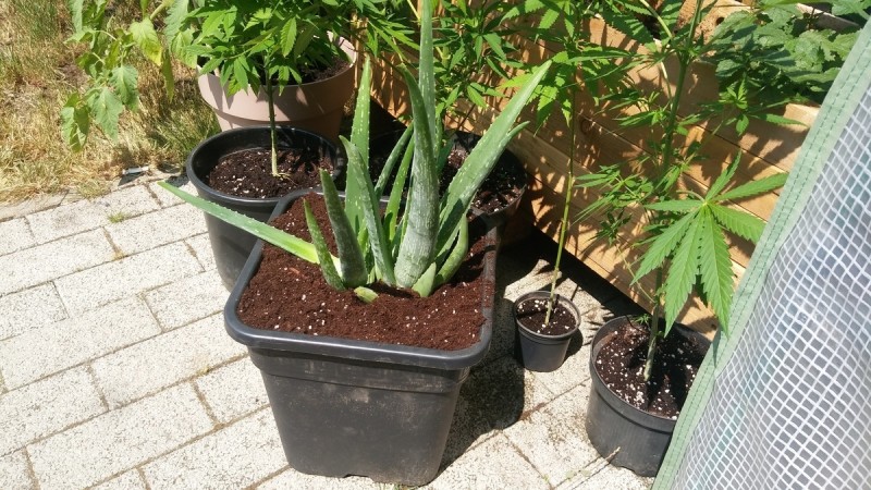 Aloe vera