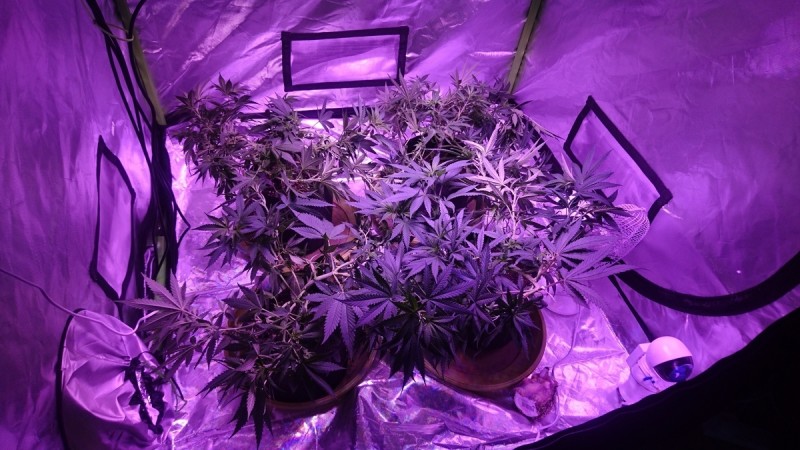 day 61 canopy