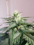Starting to crystal up