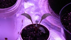 Spinach Chard 1