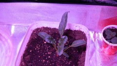 Spinach Chard 2