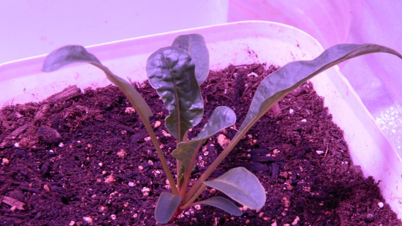 Spinach Chard 3