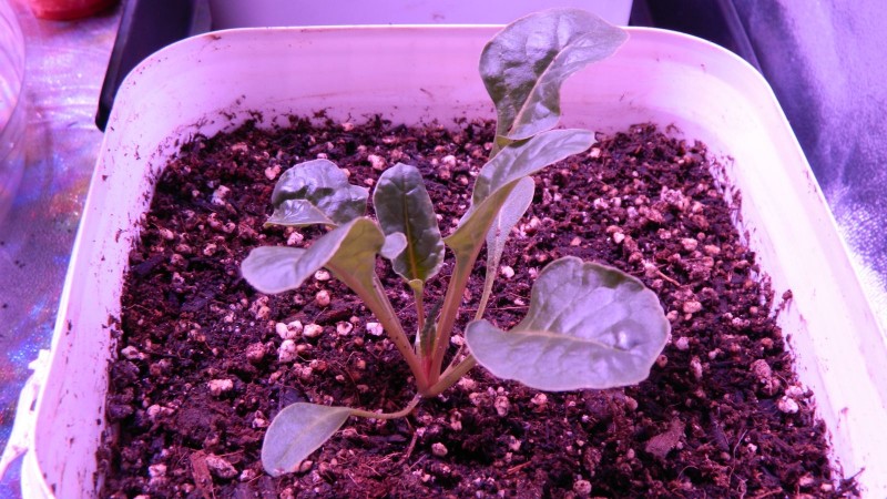Spinach Chard 4