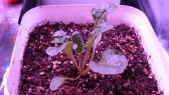 Spinach Chard 4