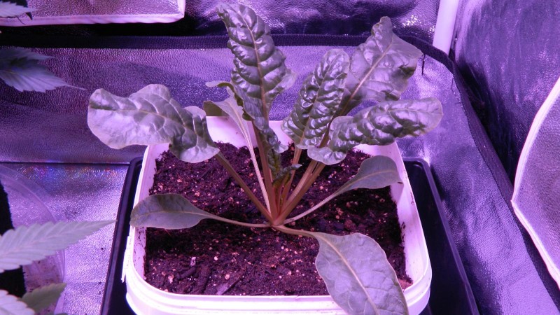Spinach Chard 6
