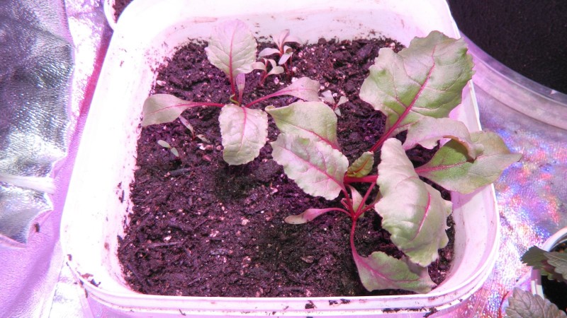 Beet Greens