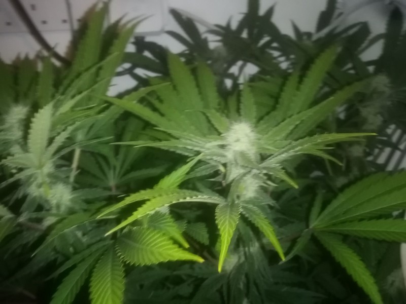 Cheese