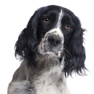 English_Springer_Spaniel1