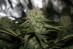 IMG_0695