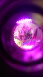 obscura1594388256584