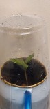 12daysOldCoccoAttempt2