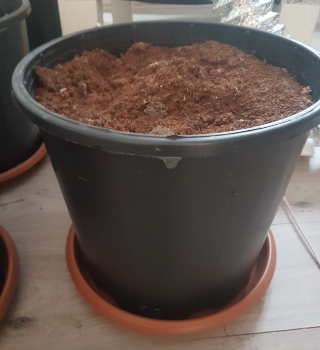Pot