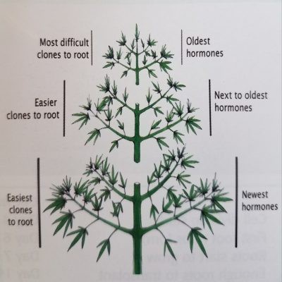 Cloning-from-a-mother-plant-400x400