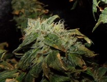 nuglet