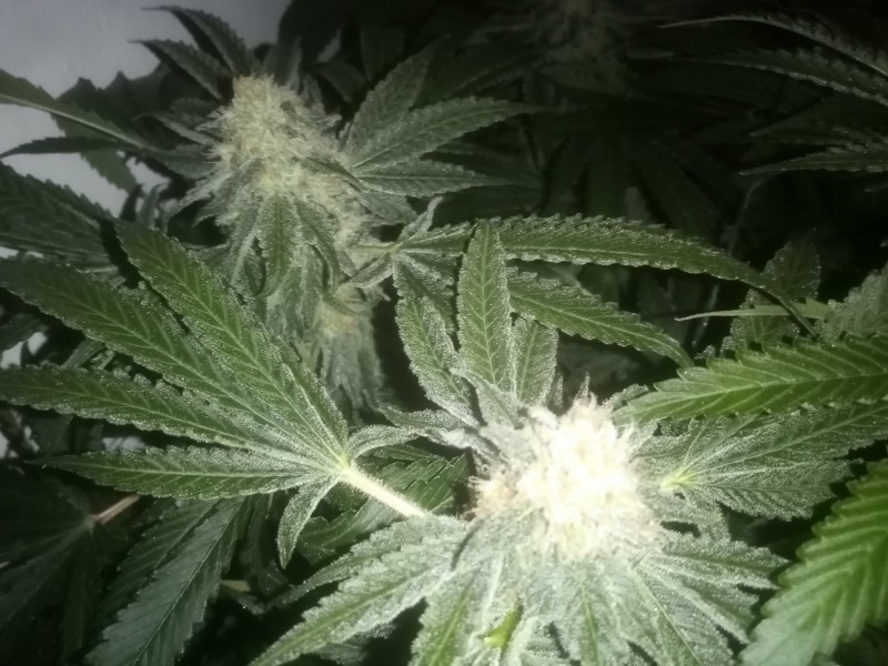 Cheese Fem