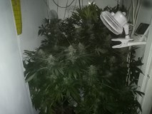 Cheese Fem