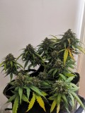 IMG_20200726_211139