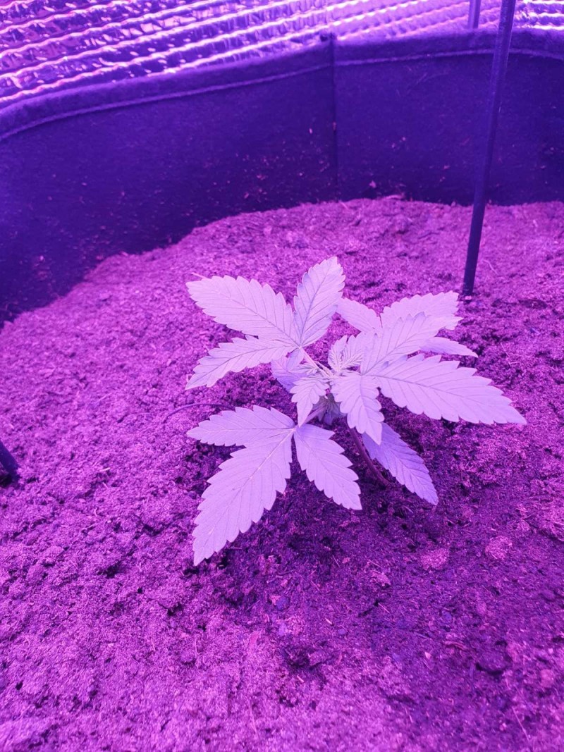 White widow 2 weeks old