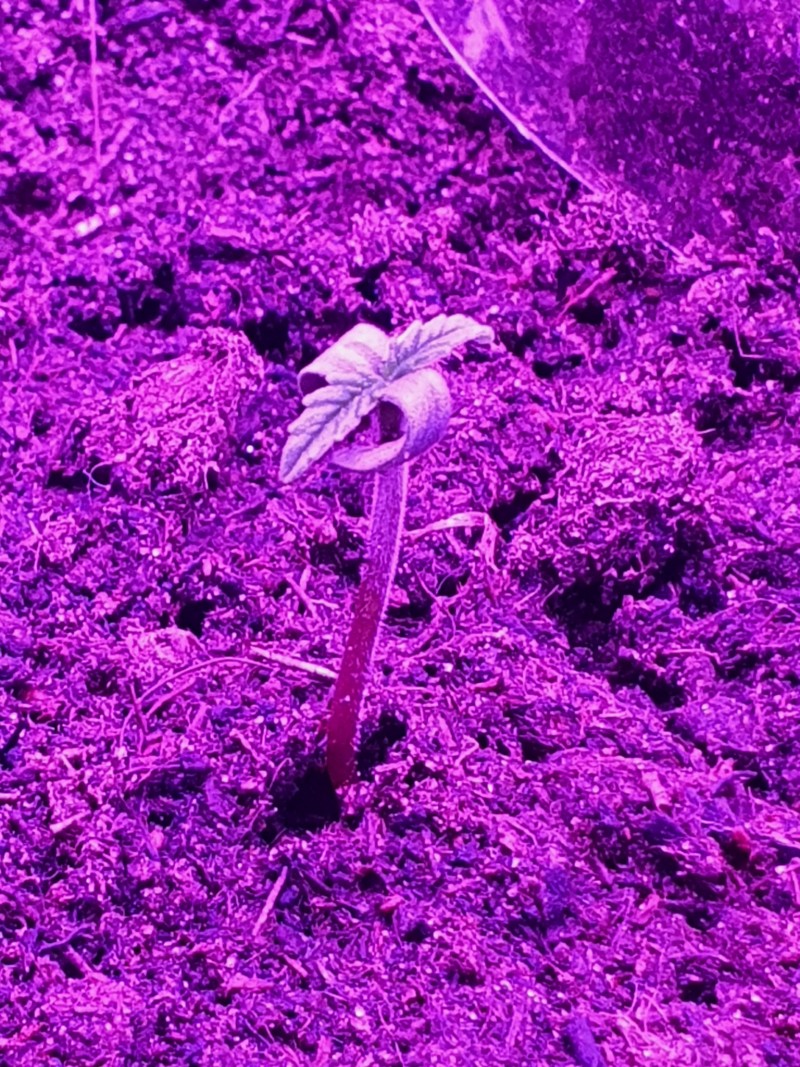 White widow 2 days old