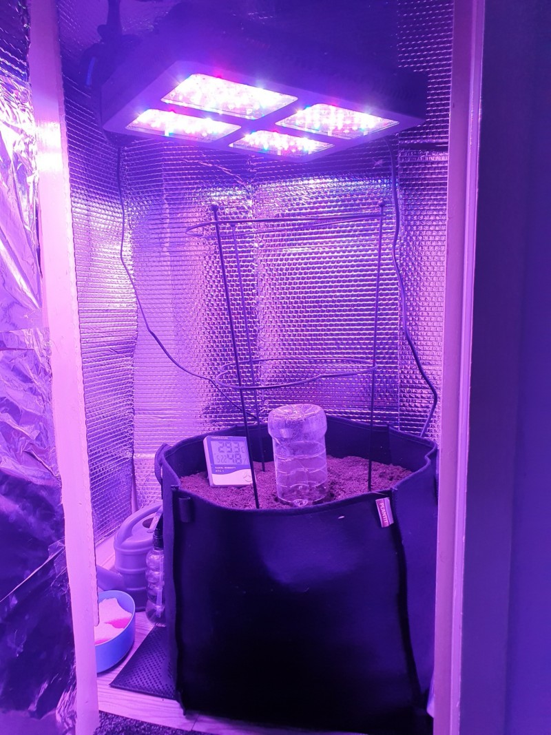 White widow set up