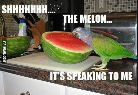 TheMelonIsSpeeaking