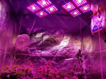 20200724_4_X_4_tent