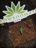 20200722_TROPICAL COOKIES XXL AUTO Growers Choice Seeds