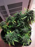 IMG_20200801_203531