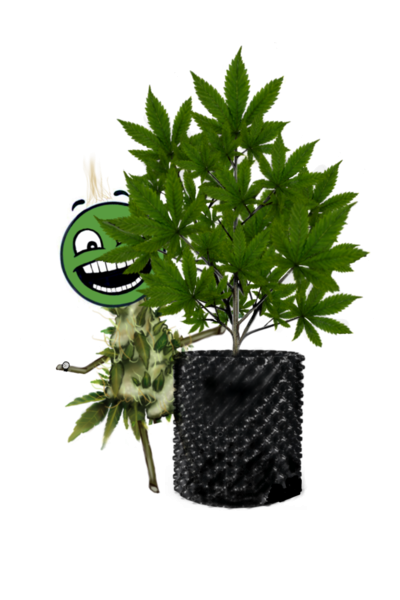 strain 1