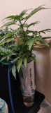 33DaysOldTeamBlueCoco2