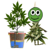 Webp.net-resizeimage (11)