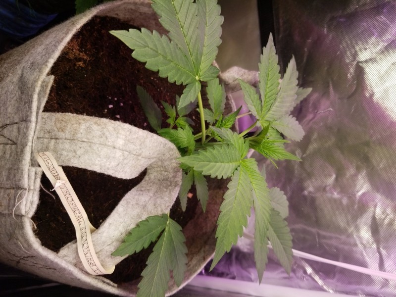 Tropical Cookies XXL Auto 2020/08/05/14