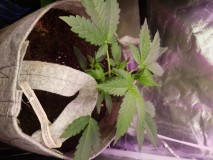Tropical Cookies XXL Auto 2020/08/05/14