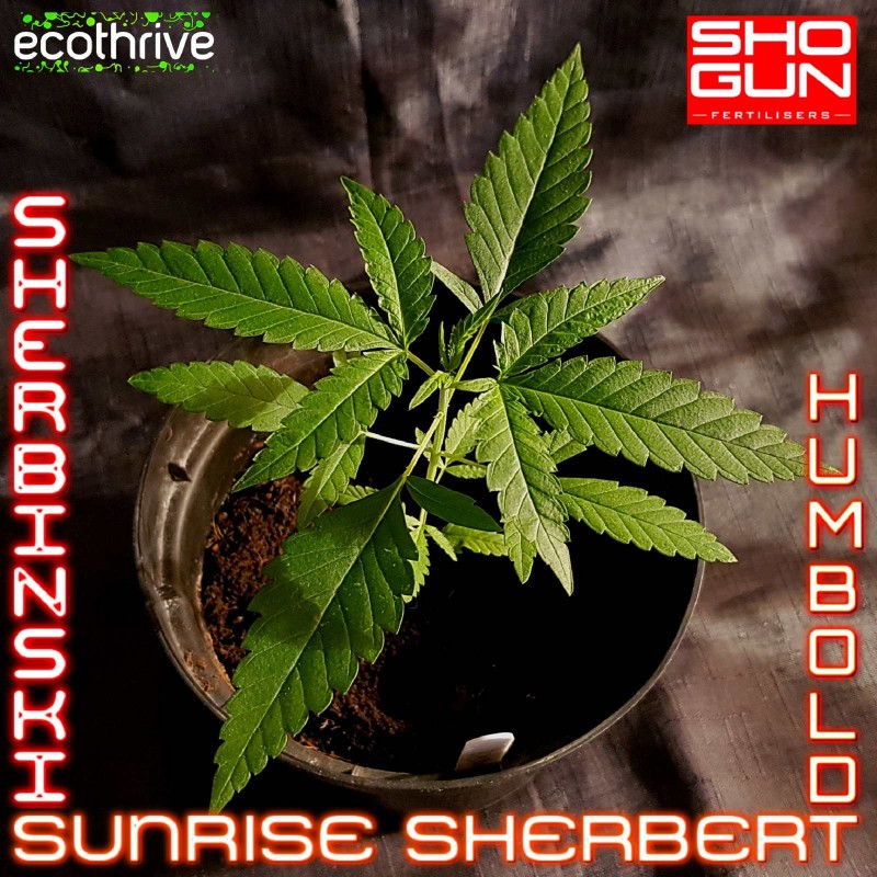 Sherboldt
