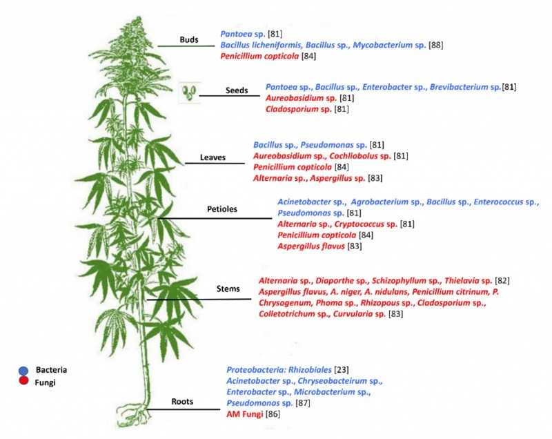The most common endophytes harboured in different tissues of Cannabis sativa plants obtained from different geographical locations