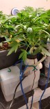 46DaysOld-HydroA