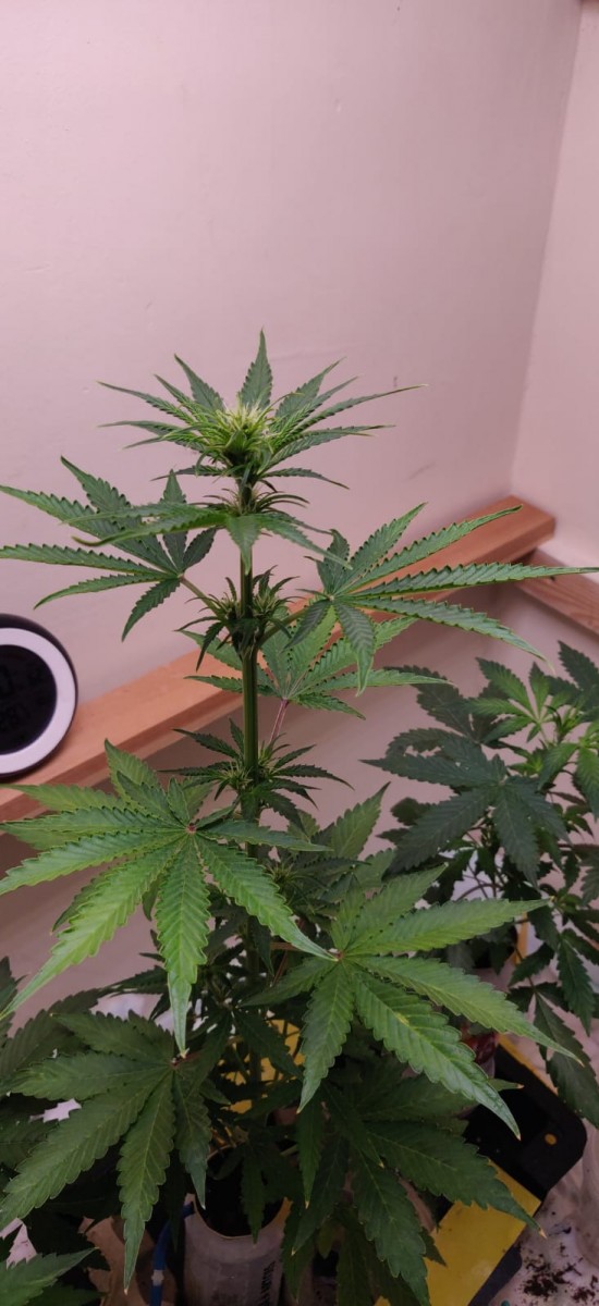 44DaysOldCoco