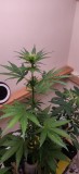 44DaysOldCoco