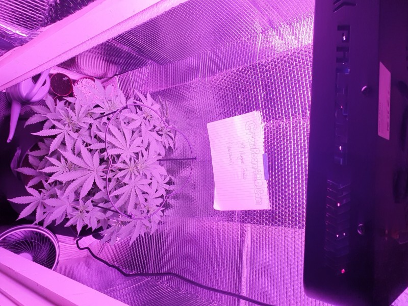 My grow room entry August 2020