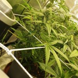 IMG_20200818_184906_165