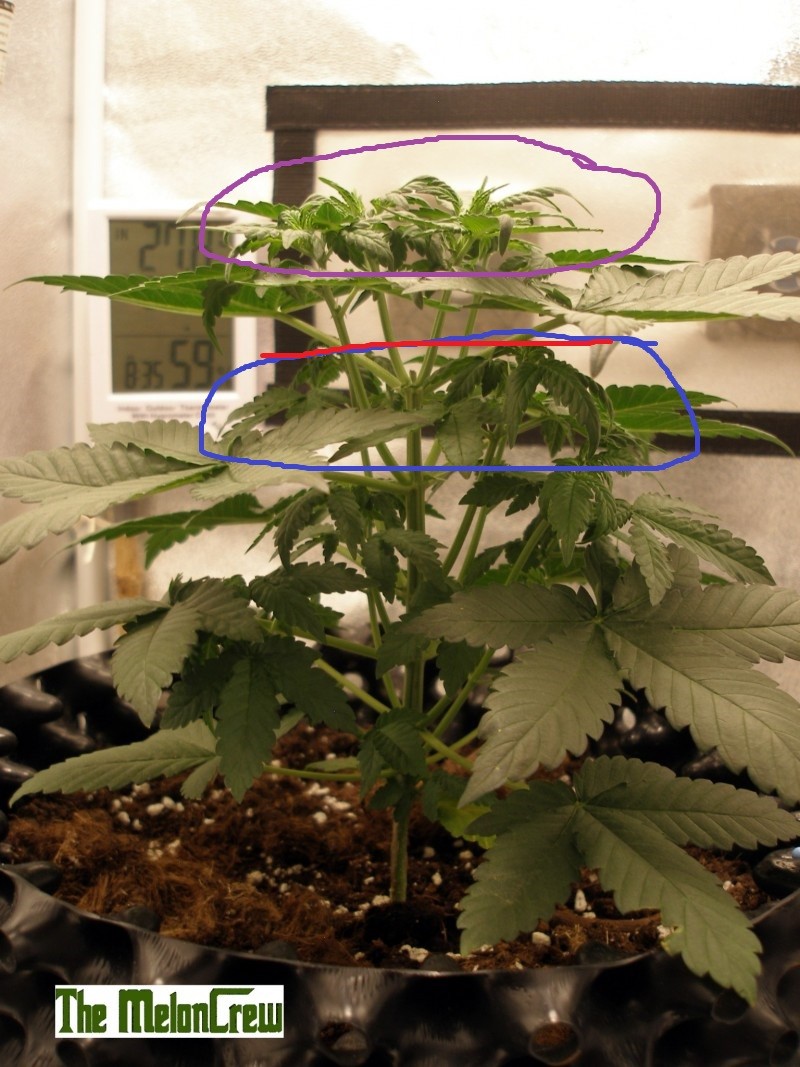 2 stage canopy management
