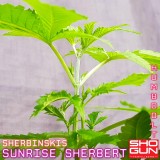 1597854042203_resize_34