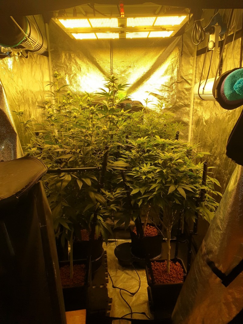 A tent full of Bodhi week 3