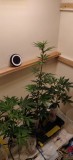 48DaysOld-Tropical-Cookies
