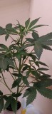 48DaysOld-Snap-Team-Coco-Perlite
