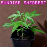 1598119715441_resize_99