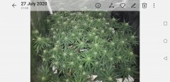 Screenshot_20200823_132250_com.android.gallery3d